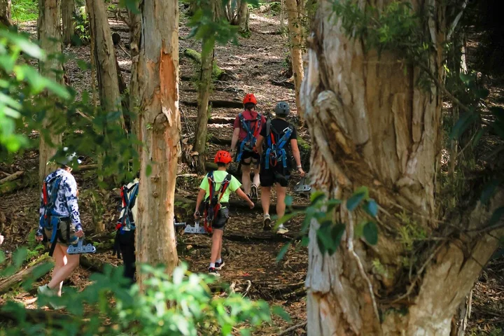 A group walking through a eucalyptus grove between zipline platforms